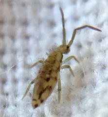 Entomobrya intermedia