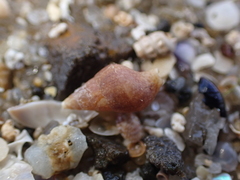 Mitrella semiconvexa