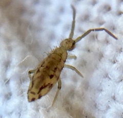 Entomobrya intermedia