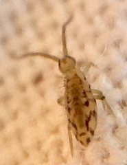 Entomobrya intermedia