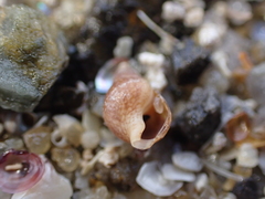 Mitrella semiconvexa