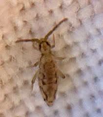 Entomobrya intermedia