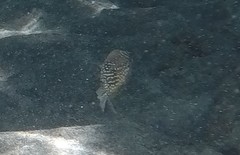 Canthigaster amboinensis