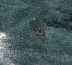 Canthigaster amboinensis