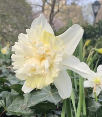 Narcissus pseudonarcissus