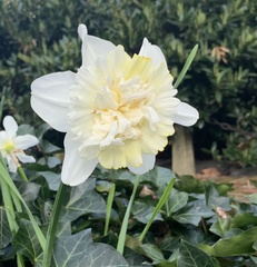 Narcissus pseudonarcissus