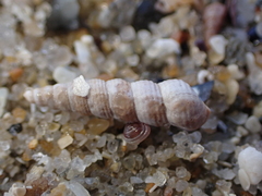 Zeacumantus plumbeus