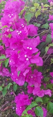 Bougainvillea