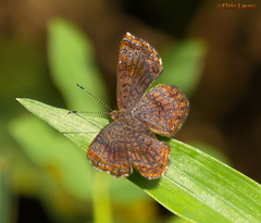 Calephelis braziliensis