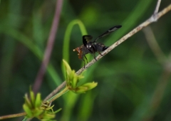 Diacrita