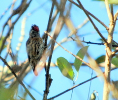 Picumnus nebulosus