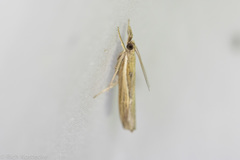 Fissicrambus quadrinotellus