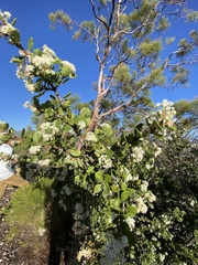 Ceanothus perplexans