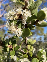 Ceanothus perplexans