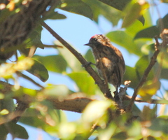 Picumnus nebulosus