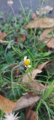 Tridax procumbens