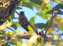 Picumnus nebulosus