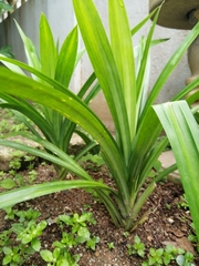 Pandanus amaryllifolius