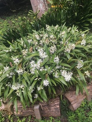 Prosthechea fragrans