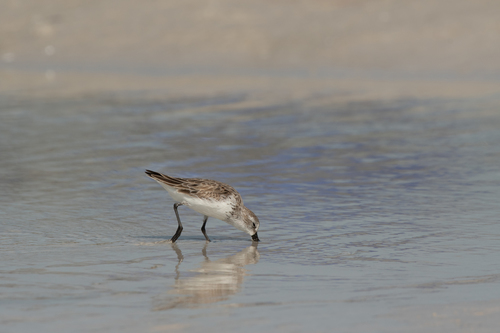 Correlimos de Alaska (Calidris mauri)
