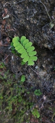 Adiantum