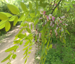 Sophoreae