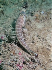 Parapercis xanthozona