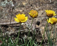 Leucochrysum graminifolium