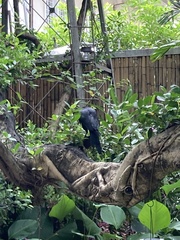 Corvus macrorhynchos