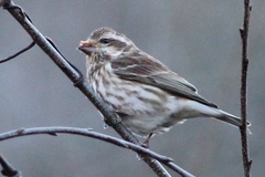 Haemorhous purpureus purpureus