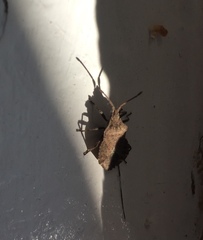 Villasitocoris inconspicuus