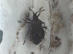 Villasitocoris inconspicuus