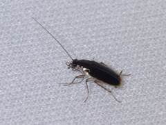 Blattoidae