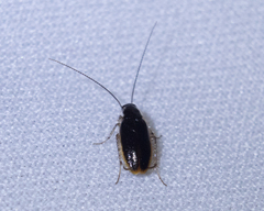 Blattoidae