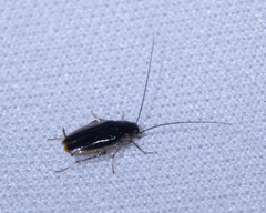 Blattoidae