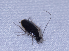 Blattoidae