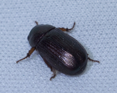 Coleoptera