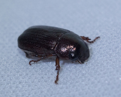 Coleoptera