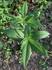 Verbesina alternifolia