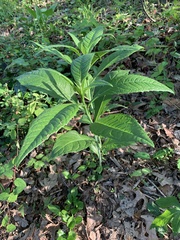 Verbesina alternifolia