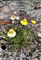 Leucochrysum graminifolium