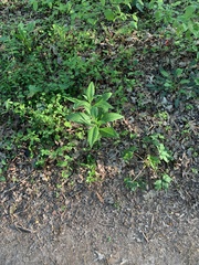 Verbesina alternifolia