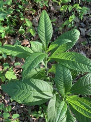 Verbesina alternifolia