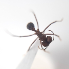 Acromyrmex