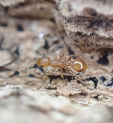 Temnothorax schaumii