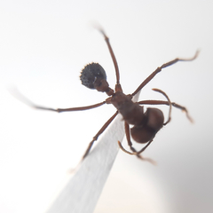 Acromyrmex