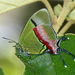 Mariposa Alas de Telaraña Quetzal - Photo (c) Andrew Neild, algunos derechos reservados (CC BY-NC-ND)