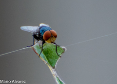 Chrysomya megacephala