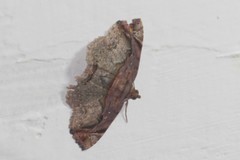 Lophoruza pulcherrima