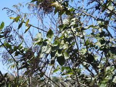 Chiococca sessilifolia